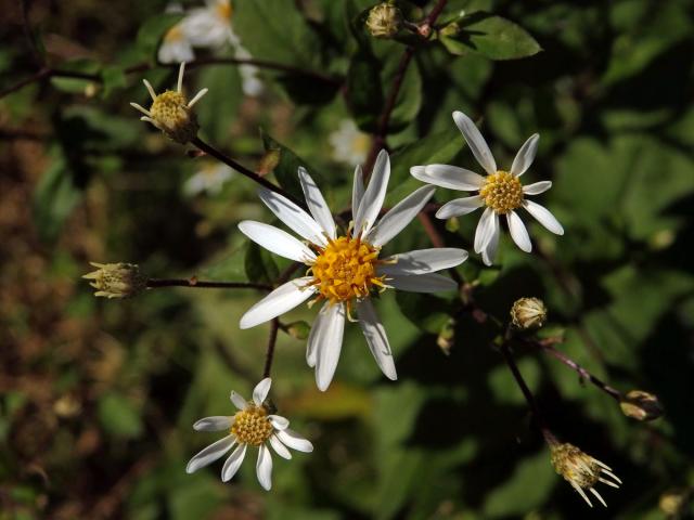 Hvězdnice rozkladitá (Eurybia divaricata (L.) G. L. Nesom)