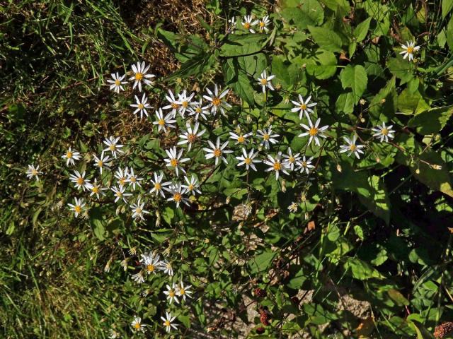 Hvězdnice rozkladitá (Eurybia divaricata (L.) G. L. Nesom)