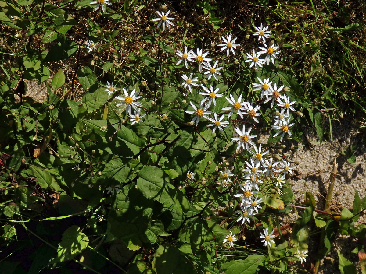 Hvězdnice rozkladitá (Eurybia divaricata (L.) G. L. Nesom)