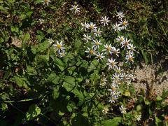 Hvězdnice rozkladitá (Eurybia divaricata (L.) G. L. Nesom)
