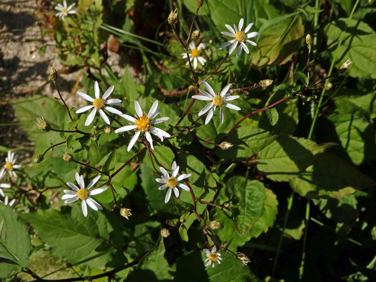 Hvězdnice rozkladitá (Eurybia divaricata (L.) G. L. Nesom)