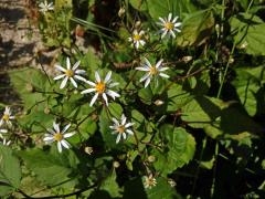 Hvězdnice rozkladitá (Eurybia divaricata (L.) G. L. Nesom)