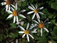 Hvězdnice rozkladitá (Eurybia divaricata (L.) G. L. Nesom)