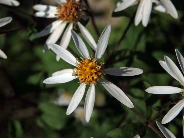 Hvězdnice rozkladitá (Eurybia divaricata (L.) G. L. Nesom)