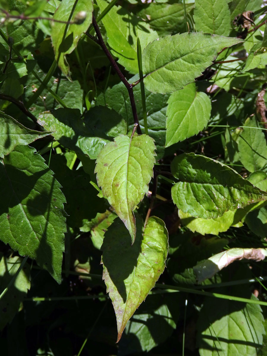 Hvězdnice rozkladitá (Eurybia divaricata (L.) G. L. Nesom)