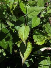 Hvězdnice rozkladitá (Eurybia divaricata (L.) G. L. Nesom)
