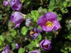 Sutera cordata Kuntze