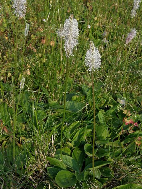 Jitrocel prostřední (Plantago media L.)