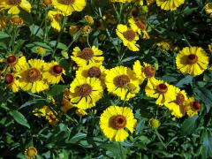 Záplevák (Helenium L.)