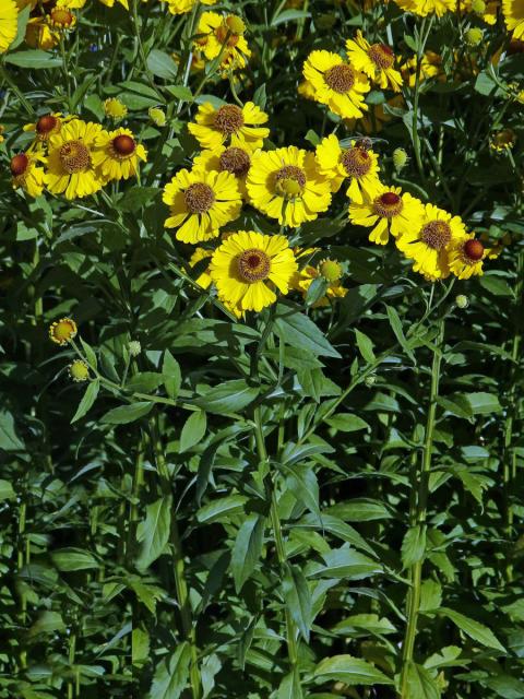 Záplevák podzimní (Helenium autumnale L.)