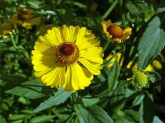 Záplevák podzimní (Helenium autumnale L.)