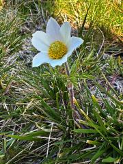Koniklec alpínský (Pulsatilla alpina (L.) Delarbre) 