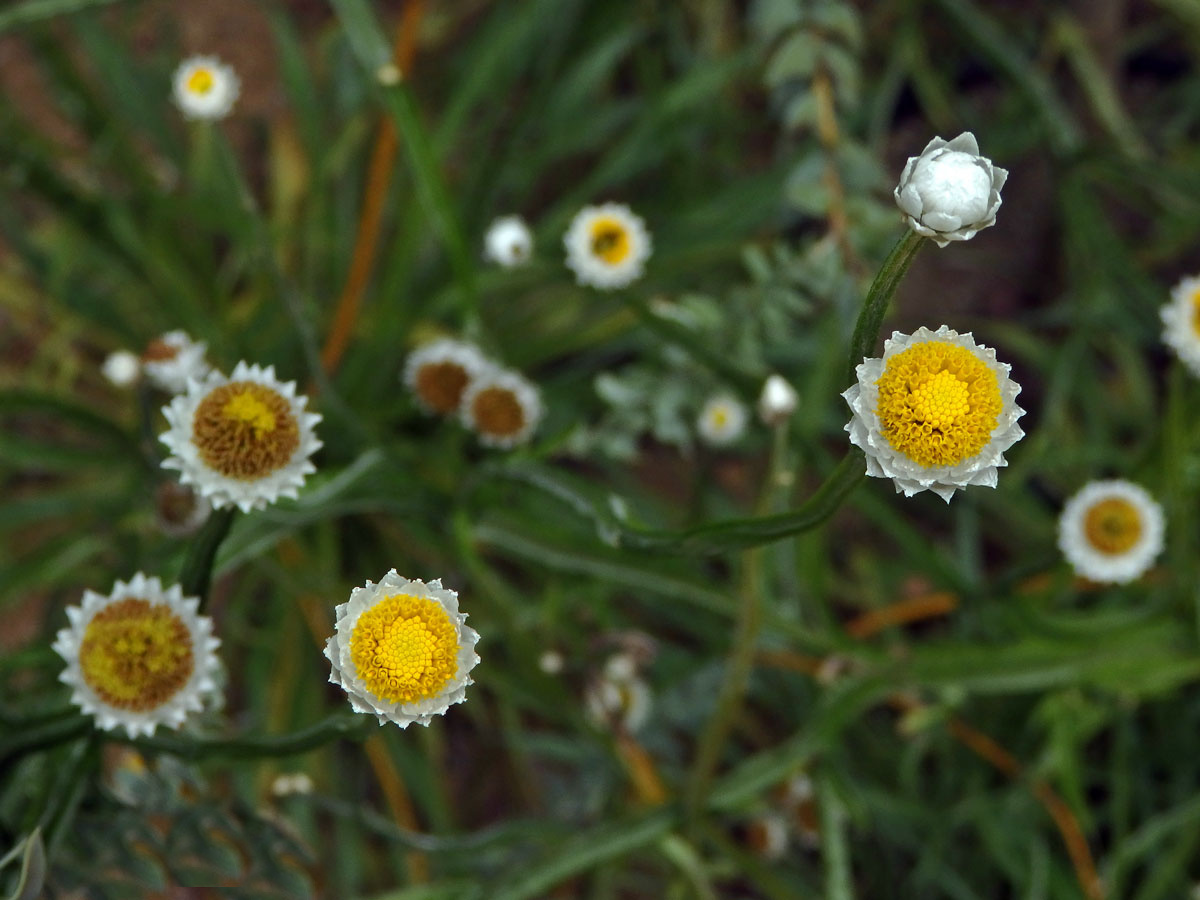 Pískožil křídlatý (Ammobium alatum R. Br.)