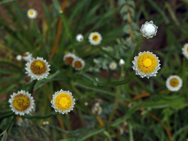 Pískožil křídlatý (Ammobium alatum R. Br.)