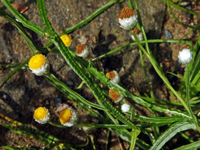 Pískožil křídlatý (Ammobium alatum R. Br.)