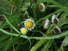 Pískožil křídlatý (Ammobium alatum R. Br.)