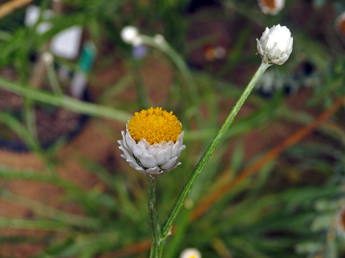 Pískožil křídlatý (Ammobium alatum R. Br.)