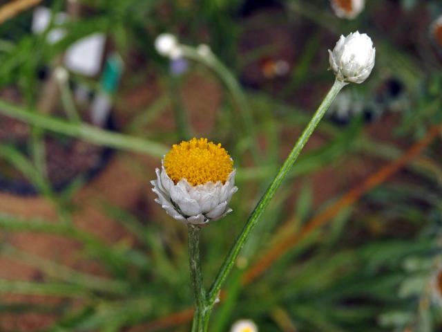 Pískožil křídlatý (Ammobium alatum R. Br.)