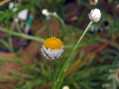 Pískožil křídlatý (Ammobium alatum R. Br.)