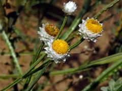 Pískožil křídlatý (Ammobium alatum R. Br.)