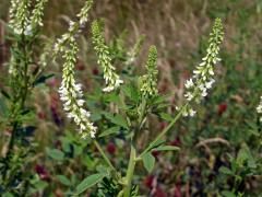 Komonice bílá (Melilotus albus Med.)