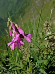 Kopyšník tmavý (Hedysarum hedysaroides (L.) Sch. et Thell.)