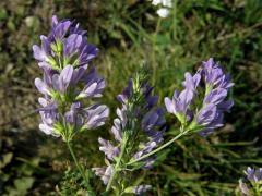 Tolice setá (vojtěška) (Medicago sativa L.)