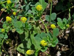 Tolice dětelová (Medicago lupulina L.)