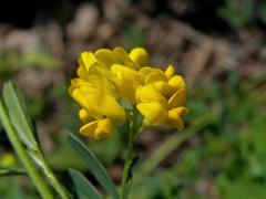 Tolice srpovitá (Medicago falcata L.)