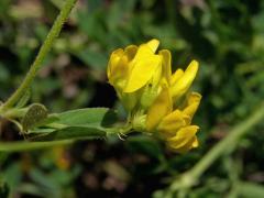 Tolice srpovitá (Medicago falcata L.)