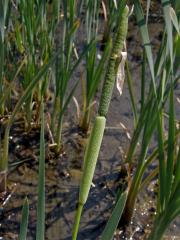 Orobinec úzkolistý (Typha angustifolia L.)