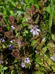 Popenec obecný (Glechoma hederacea L.)