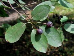 Muchovník Lamarckův (Amelanchier lamarckii Schroeder.)