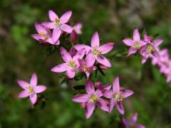 Zeměžluč okolíkatá (lékařská) (Centaurium erythraea  Rafn.)