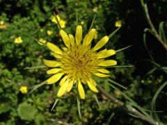 Kozí brada pochybná (Tragopogon dubius Scop.)