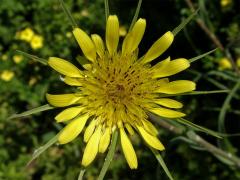 Kozí brada pochybná (Tragopogon dubius Scop.)