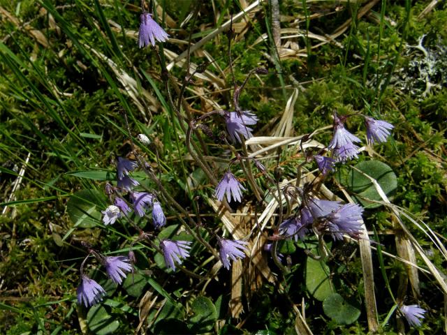 Dřípatka horská (Soldanella montana Willd.)