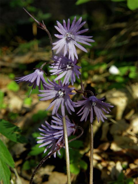 Dřípatka horská (Soldanella montana Willd.)