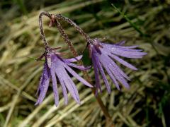 Dřípatka horská (Soldanella montana Willd.)