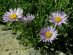 Hvězdnice alpská (Aster alpinus L.)