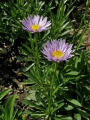 Hvězdnice alpská (Aster alpinus L.)