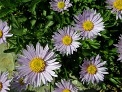 Hvězdnice alpská (Aster alpinus L.)