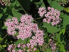 Tavolník japonský (Spiraea japonica L. fil.)