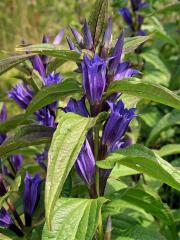 Hořec tolitovitý (Gentiana asclepiadea L.) 