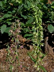 Kruštík širolistý (Epipactis helleborine (L.) Crantz)