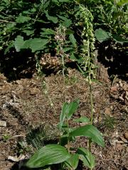 Kruštík širolistý (Epipactis helleborine (L.) Crantz)