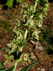 Kruštík širolistý (Epipactis helleborine (L.) Crantz)