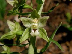 Kruštík širolistý (Epipactis helleborine (L.) Crantz)