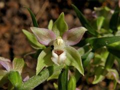 Kruštík širolistý (Epipactis helleborine (L.) Crantz)