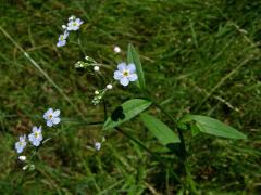 Pomněnka (Myosotis L.)